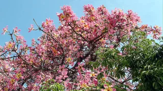 موسيقى فيلم الرصاصة لا تزال في جيبي تأليف عمر خورشيد 