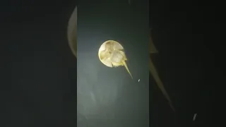 Crab Rave – a horseshoe crab (more closely related to a tick than a crab) dances in the harbour.