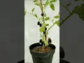 Download Lagu Grow grapes in tomato tree || grow grapes 🍅 #shorts