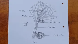 How to draw pinus easy way Pinus diagram drawing tutorial Science project for beginners