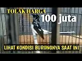 Download Lagu DI TAWAR SEHARGA MOBIL || MURAI BLOROK EXTRIM EKOR PANJANG INI BELUM JG DI LEPAS