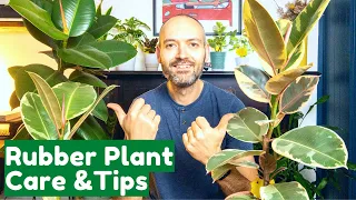 Rubber Plant Care Tips Grow Healthy Ficus Elastica