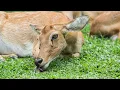 Do Deer Eat Mice Examining the Dietary Preferences of Deer