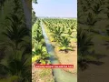Download Lagu Amazing Coconut Tree and Integrated Fish Farm #shorts