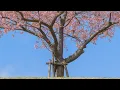 Download Lagu AKB48 - 10nen Zakura 『10年桜』- Lirik