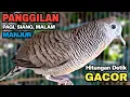 Lagu Perkutut Lokal Gacor Suara Besar Pancingan Burung Perkutut Agar Cepat Bunyi.