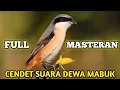 MASTERAN‼️CENDET GACOR SUARA DEWA MABUK #masteran #cendet #cendetgacor