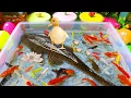 Download Lagu Unboxing ikan hias warna warni, ikan lucu, ikan koi, maskoki, ikan lele, chana, ikan cupang, gurame