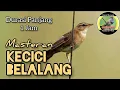 Download Lagu masteran kecici belalang