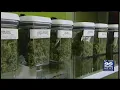 West Springfield Mayor Vetoes Recreational Marijuana Ban