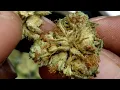 STARDAWG