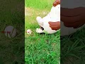 Hen Toy amazing Lay Eggs toy