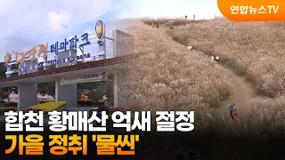 합천 황매산 억새 절정…가을 정취 '물씬' / 연합뉴스TV (YonhapnewsTV) 썸네일