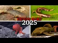 Download Lagu SELAMA INI MEREKA SEMBUNYI DI MANA?! Binatang Baru yang Resmi Ditemukan Tahun 2025.