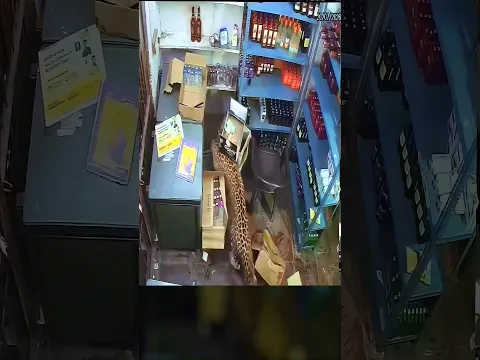 Terrifying Leopard Attack Caught on CCTV