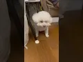 Download Lagu 11yo lady she likes her new haircut #cutedog #doglover #toypoodle #minipoodle #dogfriends
