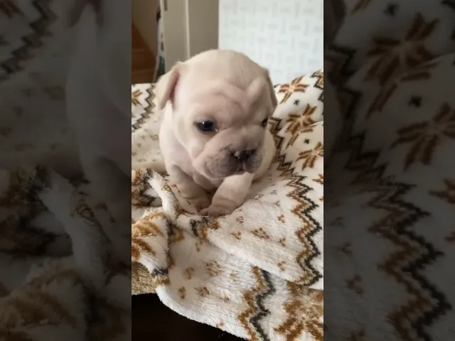 動画