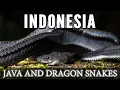 Indonesia Chapter 1 The Wildlife and Reptiles of Java