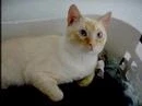 A Flame Point Siamese Cat