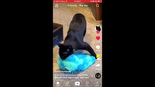 cat tiktoks because i love them enough though they are the embodiment of chaos