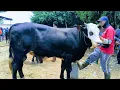 Download Lagu 14 juta !! Simental Hitam Harga Murah !! Calon Jumbo !! Pasar Sapi Tuban 