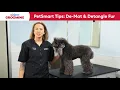 How to Detangle Matted Dog Fur at Home PetSmart Grooming Tips