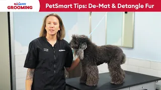 How to Detangle Matted Dog Fur at Home PetSmart Grooming Tips