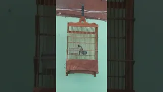 sogon materi pleci zipperan panjang dan kenari