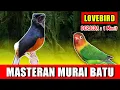 Download Lagu MASTERAN MURAI BATU - suara LOVEBIRD Ngekek  jernih keras berjeda 1 menit FULL 1 JAM variasi 2