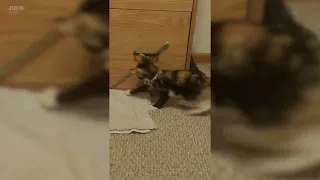 Cat Plays With Wand Toy -1848918 - 4