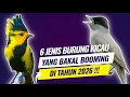 Lagu 6 Jenis burung kicau yang bakal Booming di tahun 2026