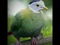 Download Lagu suara burung walik kembang