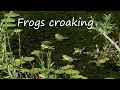Frogs Croaking • Relaxing Frog Sounds 1 Hour • Beautiful Video of Green Water Frogs in Nature Pond