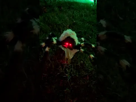 Green Jumping Spider In Person!
