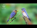Download Lagu Relax with Bird Sounds for 11 hours ~ Beautiful Birds Sound | Relaxing Nature Ambience Meditation