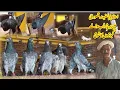 Download Lagu ڈب والے کبوتروں کا شوق استاد سرفراز قصوری 03054851240