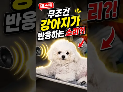 테스트, 무조건 강아지가 반응하는 소리?!