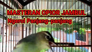 opior jambul ngeroll panjang bakul manuk
