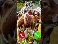 Download Lagu Cow is Calling #cats #funny #ringtone #catlovers