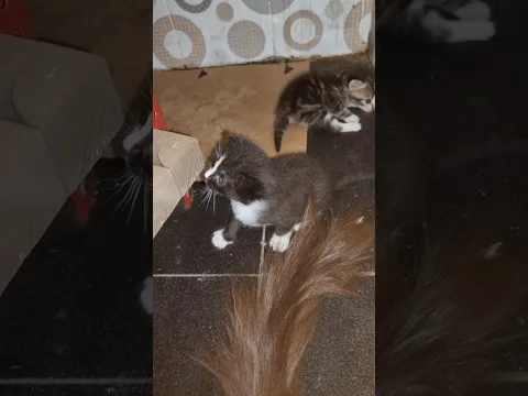 anak kucing ibu kucing