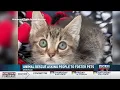 Danville Rescue Asking For People To Foster Pets