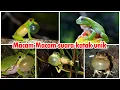macam suara katak langka dan unik