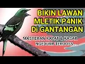 Download Lagu MASTERAN TERBAIK UNTUK BURUNG FIGHTER || BIKIN LAWAN MLETIK! Irama Lagu Rapat Dan Kasar Ngedur