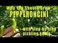 Download Lagu Waarom je pepperoncini-pepers zou moeten kweken