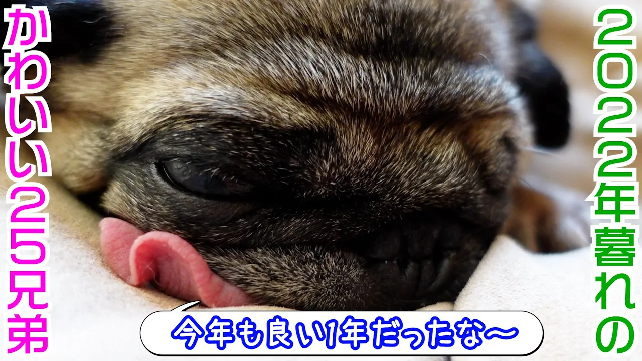 【25兄弟の日々】年末でもマイペースに過ごす坂上家。今年もお世話になりました!