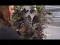 Nixa Public Schools launches world s first public education aeroponic farm