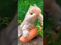 Download Lagu Kelinci Lucu memakan wortel 🥕🐇💞||Silakan berlangganan