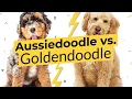 Aussiedoodle vs Goldendoodle - What s The Difference