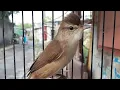 Download Lagu Suara Asli Burung Kerak Basi Alis Putih / CIGROK GACOR