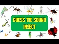 Can You Guess the Insect Sound Bug Sounds Test Your Nature IQ